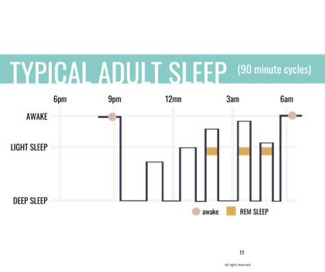 typical adult sleep cycle